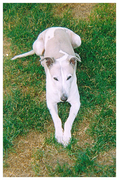 'Beau' at the Imperial Hotel, Mt. Victoria NSW 1992 - Rod Jeffery